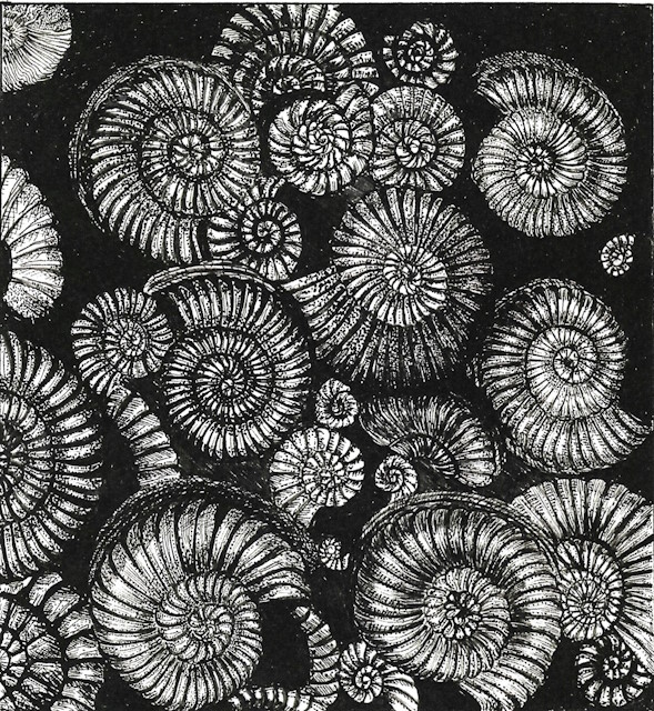 Small Ammonites -A3 Print